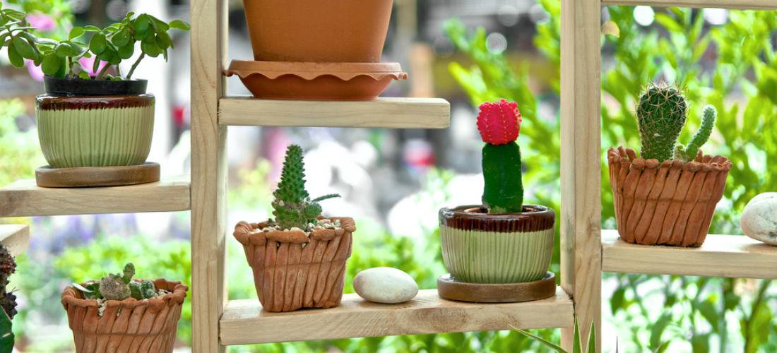 shelves with plants